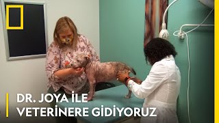 WILD | Dr. Joya ile Veterinere Gidiyoruz | Pazartesi 20.00