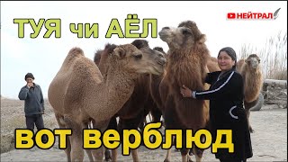 ГУРЛAНЛИК ТУЯЧИ AЁЛ МAҲОРAТИ ! Вот верблюд!!!