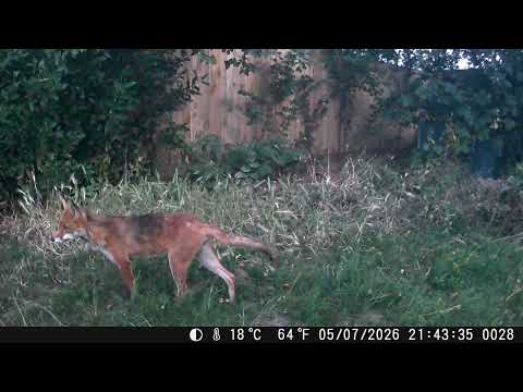 Foxes in Colour(Week 1 July 2026)