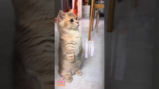 Cat Giggles #258 – Your Daily Dose of Funny Cats! 😻 #shorts #pet #cat #funny #foryou #viralvideo