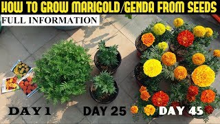 How To Grow Marigold From Seeds (With Full Updates)