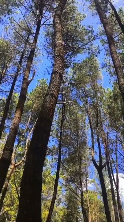 Zhivilia - Pintu Taubat ( Story Wa! )