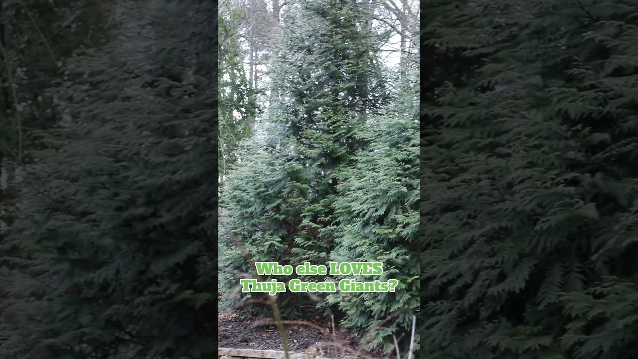Thuja Green Giants are the perfect privacy screen tree 🌲 