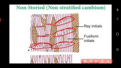 11th/Bio-Botany/cha-10/ secondary growth in dicot stem