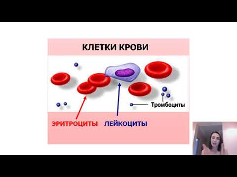 Лейкоцитов и эритроцитов наличие