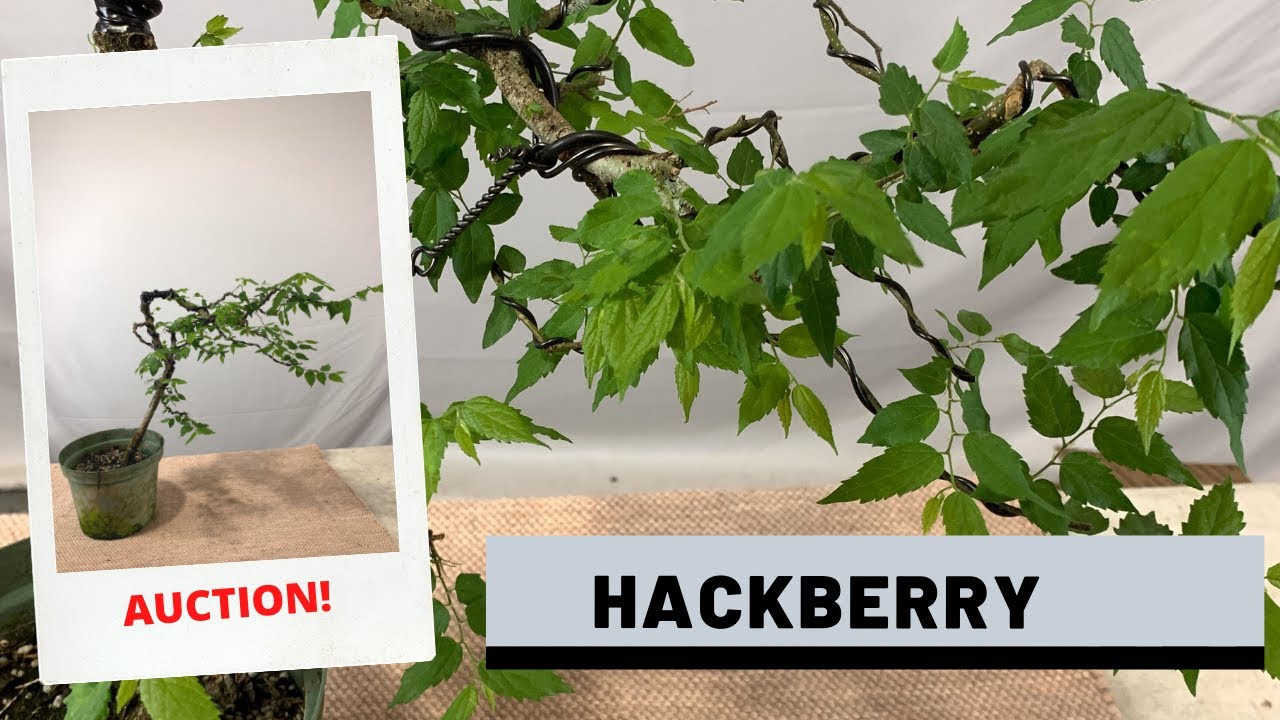 Styling a Hackberry Bonsai (Auction 11) The Bonsai Supply YouTube