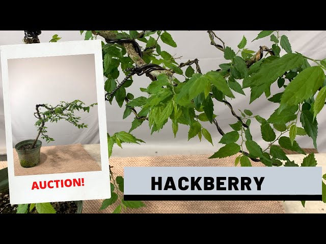 Styling a Hackberry Bonsai (Auction 11) | The Bonsai Supply - YouTube