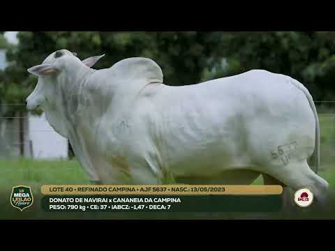 LOTE 40 - AJF 5637