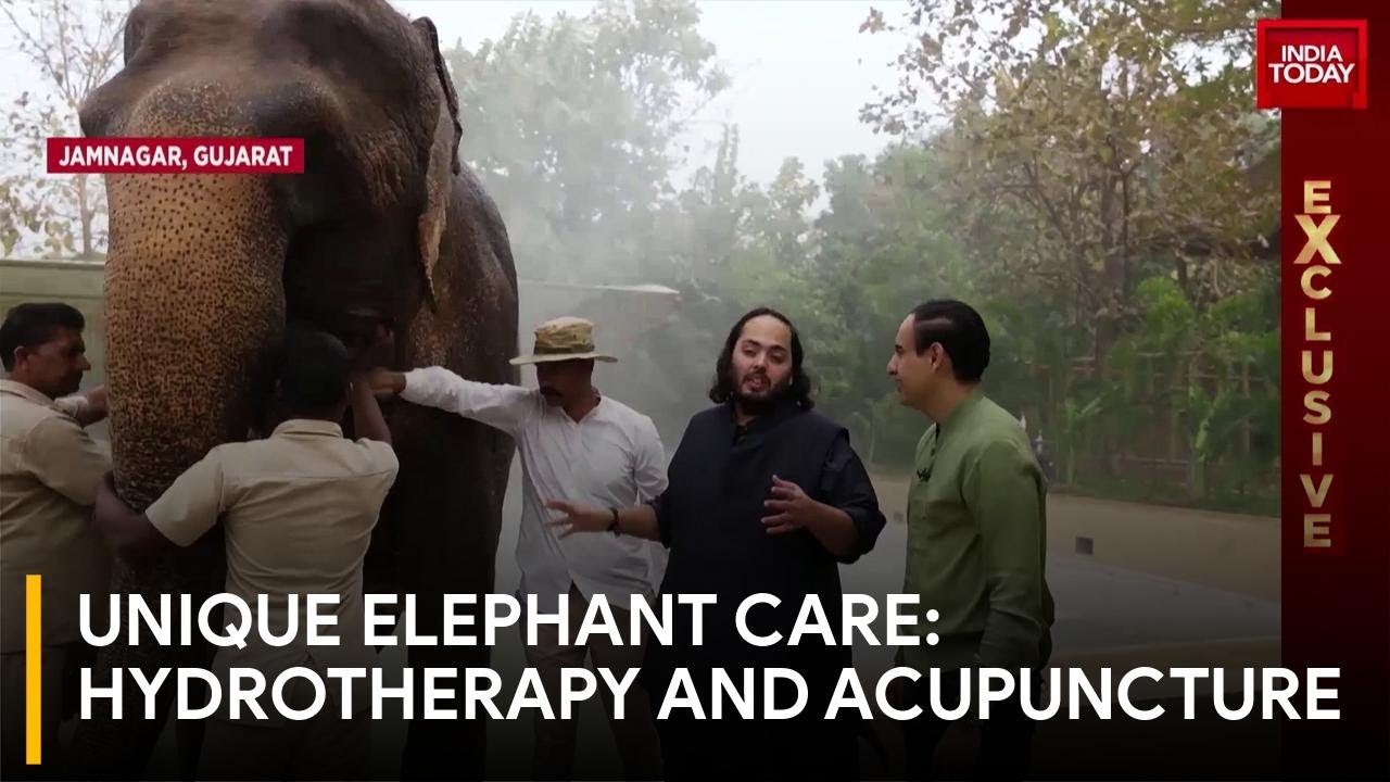 First Hydrotherapy Pond and Acupuncture for Elephants in Unique Retreat YouTube