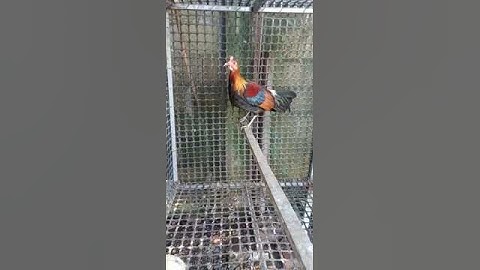 qaib qus hav zoo 100 % nyiam nug tau muag