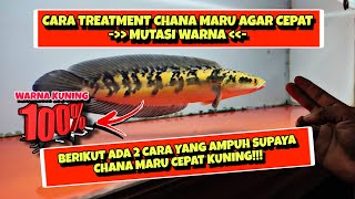 CARA TREATMENT WARNA CHANA MARU AGAR CEPAT KUNING‼️DI JAMIN CHANA KALIAN CEPAT MUTASI WARNA‼️