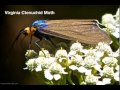 Slideshow incredible insects at the hatchery