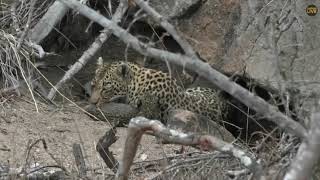 Wild Africa Tristan found the Cubs 9 nov 2019