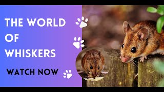 The World of Whiskers: Exploring the Fascinating Life of Mice"