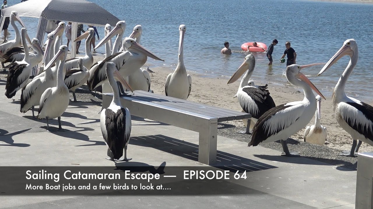 Sailing Catamaran Escape - Season 2 Episode 64 -More boat jobs and a  few birds to look at......