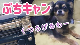 【ぷちキャンと犬】緊急事態宣言中に納車された軽キャンピングカーでチワワと過ごしてみる【Chihuahua】【軽キャン】 【ぷちキャンと犬】緊急事態宣言中に納車された軽キャンピングカーでチワワと過ごしてみる【Chihuahua】【軽キャン】