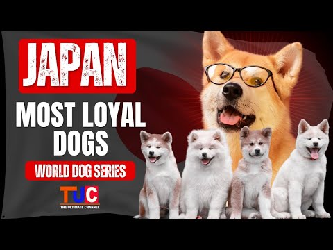 Dogs Of Japan | Akita Inu, Shiba Inu aur Hachiko ki Loyalty Story | World Dog Series In Hindi