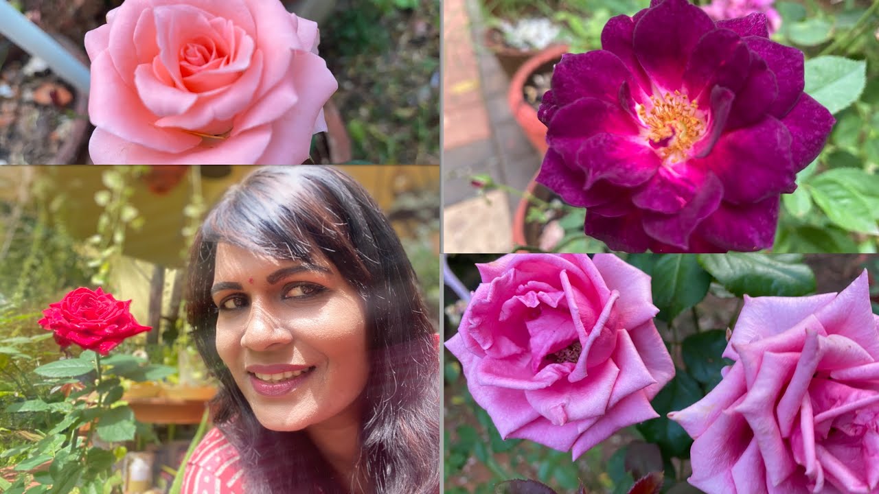 Growing Rose Plant Rose plant care in Tamilஇப்படி ரோஜா செடிய நட்டு வச்சா கொத்து கொத்தா பூ