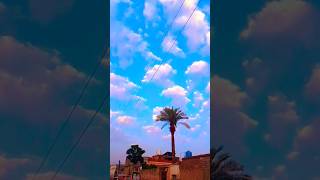 Beautiful Blue Sky Palm View