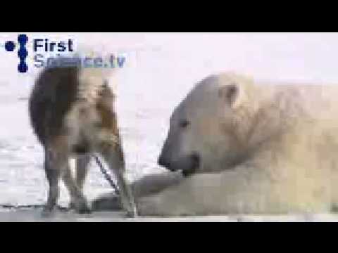 Chiens Et Ours Blancs