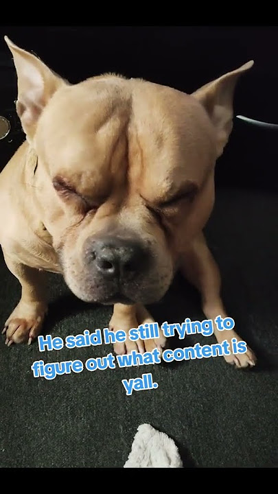 Download lagu Chiko is a content creator, but he doesn't know what content is #doggielife #bullybreeds