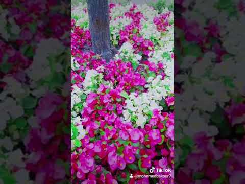 عبد الحليم حافظ أمانة يادنيا أمانة