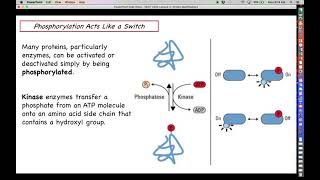 Celebrity Proteomics - Post-translational Modifications Profile