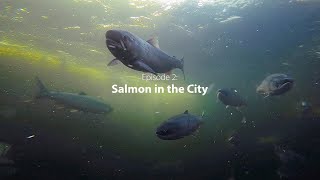 Stories from the Salish Sea: Salmon in the City