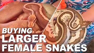 Unboxing Ball Pythons. Lessor Leopard and Pastave GHI