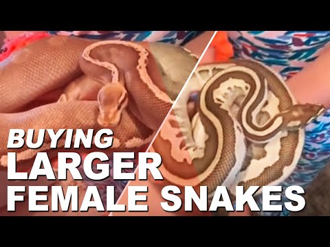 Unboxing Ball Pythons. Lessor Leopard and Pastave GHI