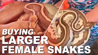 Famous Unboxing Ball Pythons. Lessor Leopard and Pastave GHI Profile