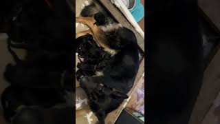 Oakley’s water elemental litter by Guesshaus 153 views 3 months ago 1 minute, 42 seconds