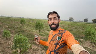 Alhamdulillah Lemon Garden Main Fruite Aa A Azmat