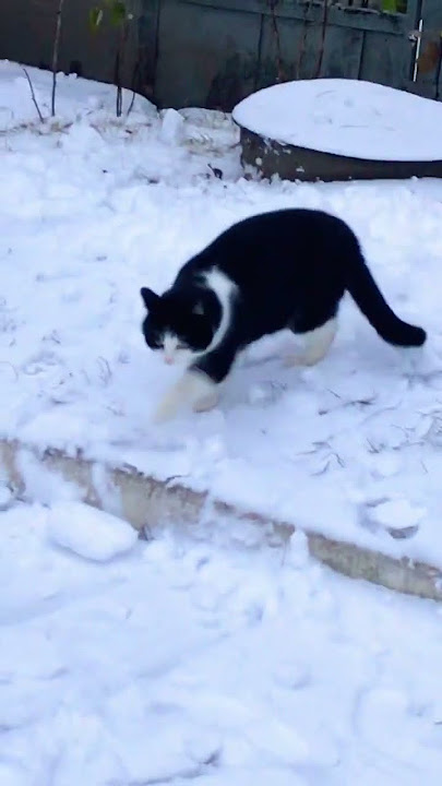 Cats did not appreciate the snow / Котики сніг не оцінили🐈🐈‍⬛ #shorts #cats #cat