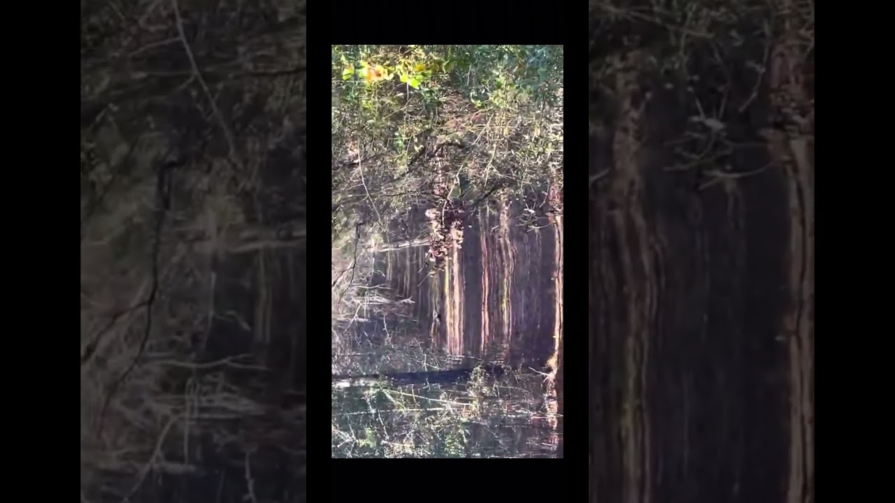 7 mag Tommy using his sako finnbear deluxe 7mm deer hunting meat for the freezer