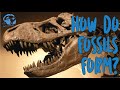 Fossil Formation Quiz