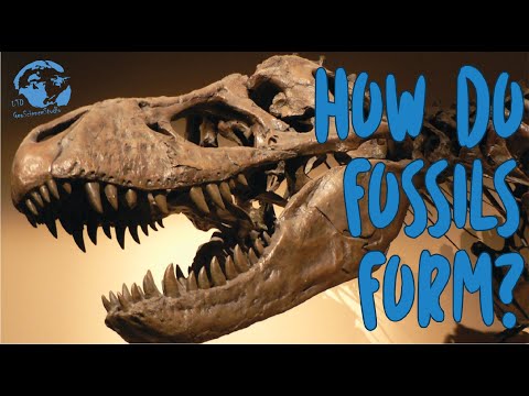 Video: Wat dokumenteer die fossiel?