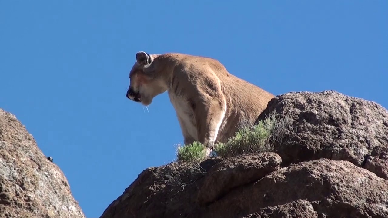 Arizona Mountain lion hunts with hound dogs. Dieringer Outfitters