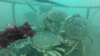 GoPro Crabbing Bandon, Oregon (2016)