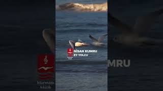 Ey Yolcu ( Mustafa Cihat & Nisan Kumru ) #shorts