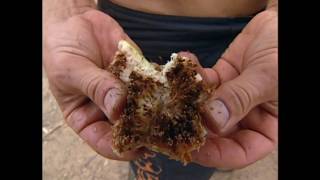 Survivor Australian Outback Kucha we got food!