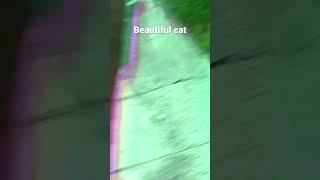 #sus #goofy #goofyahh #huh #floor #rizz #cat #nectarine #autistic #catvideos