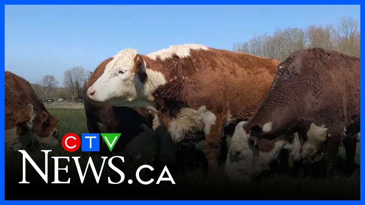 Watch as cows are released into spring pasture after long winter indoors