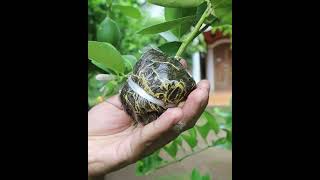 Step by step to marcotting air layering lemon tree