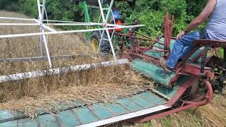 binding wheat using a McCormick Deering binder 2021(8)