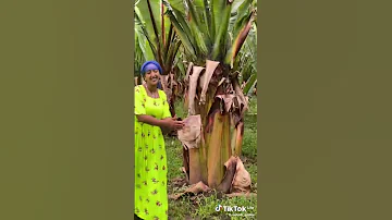 Gurage Music ጉራግኛ ሙዚቃ 