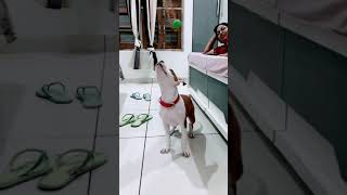 The Pitbull Things Jumping Releasing Energy