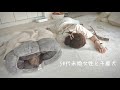 50代一人暮らし。ふと気づけば隣にいる家族は犬と鳥になっていた。【ミニピン】
