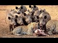 Javalis famintos mata leopardos com uma estratégia diferente.