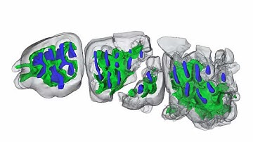Virtual reconstruction of cranium of Vintana sertichi (IV)